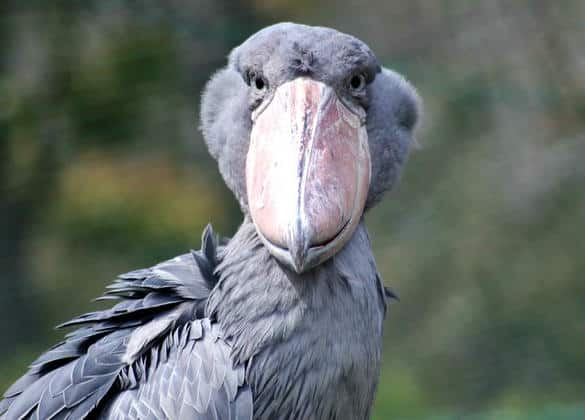 動物図鑑・ハシビロコウ